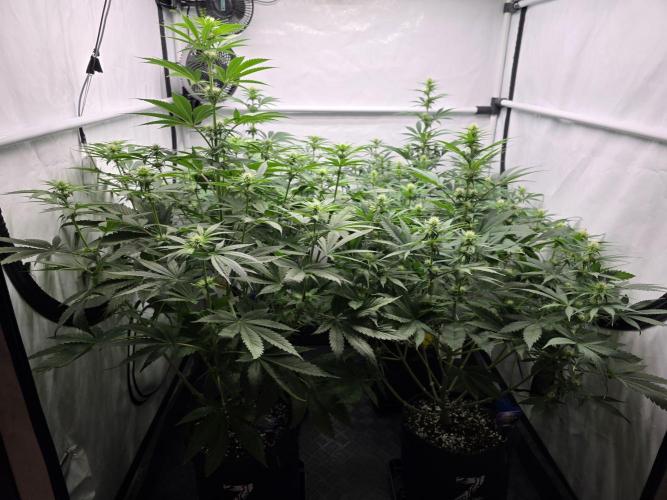 Eternity Grow Cup 2026 - Sticky Broccoli. Week 7 - 19.4.2026