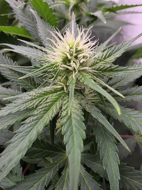 Eternity Grow Cup 2026 - Sticky Broccoli. Week 7 - 19.4.2026