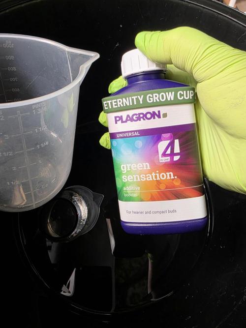 Eternity Grow Cup 2026 - Sticky Broccoli. Week 7 - 20.04.2026 Happy 420