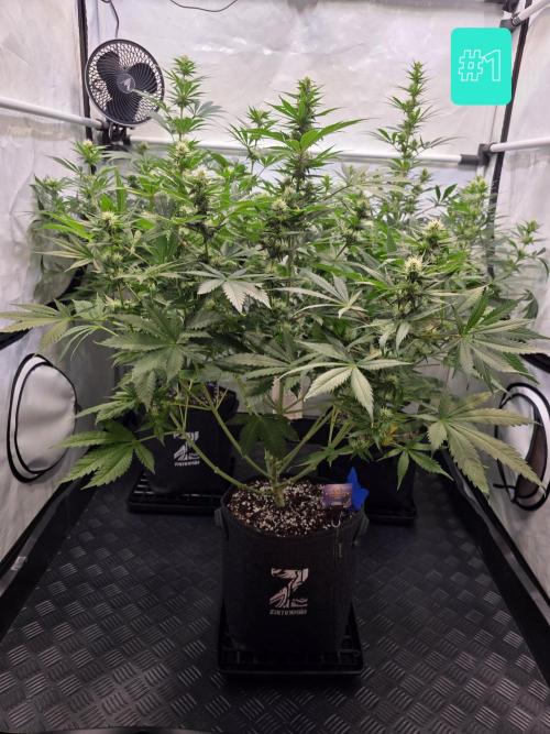Eternity Grow Cup 2026 - Sticky Broccoli. Week 7 - 24.4.2026
