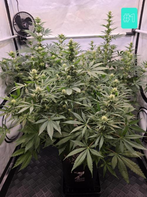 Eternity Grow Cup 2026 - Sticky Broccoli. Week 7 - 24.4.2026