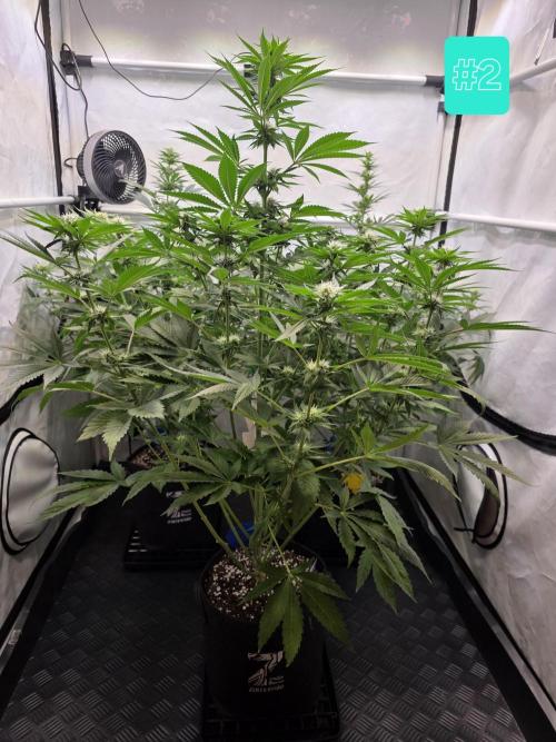 Eternity Grow Cup 2026 - Sticky Broccoli. Week 7 - 24.4.2026