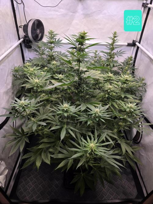 Eternity Grow Cup 2026 - Sticky Broccoli. Week 7 - 24.4.2026