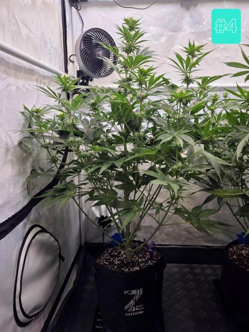 Eternity Grow Cup 2026 - Sticky Broccoli. Week 7 - 24.4.2026
