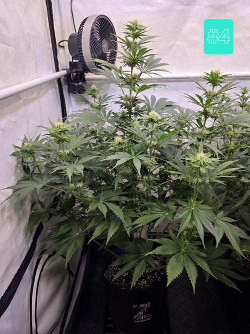 Eternity Grow Cup 2026 - Sticky Broccoli. Week 7 - 24.4.2026