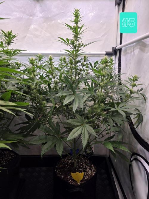 Eternity Grow Cup 2026 - Sticky Broccoli. Week 7 - 24.4.2026