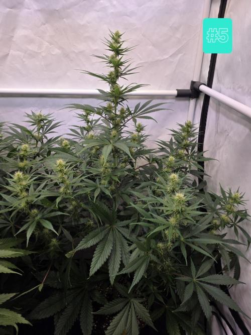 Eternity Grow Cup 2026 - Sticky Broccoli. Week 7 - 24.4.2026