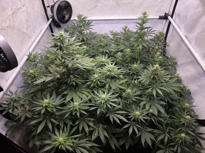Eternity Grow Cup 2026 - Sticky Broccoli. Week 7 - 24.4.2026