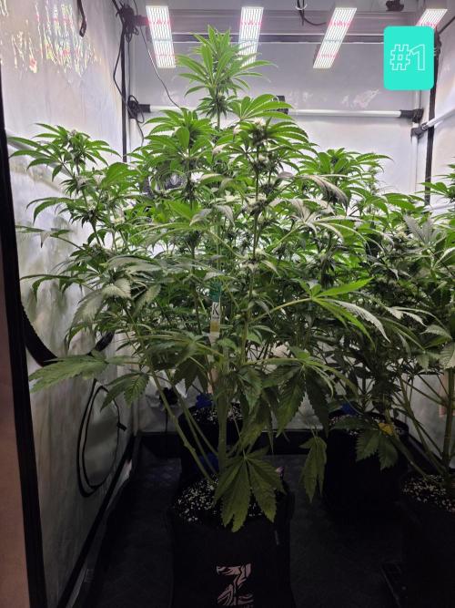 Eternity Grow Cup 2026 - Sticky Broccoli. Week 8 - 26.04.2026