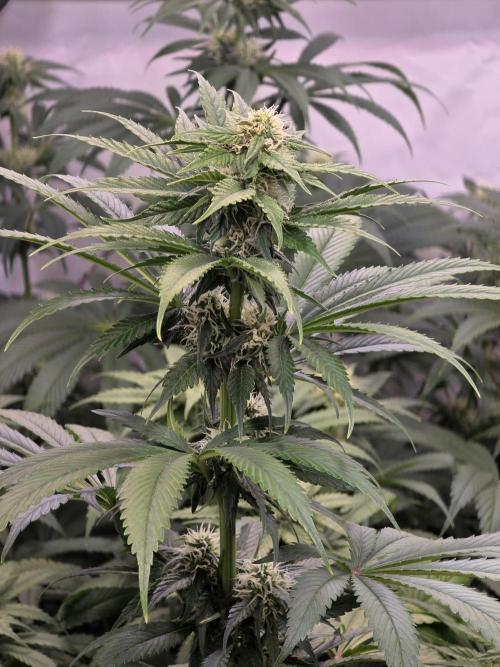 Eternity Grow Cup 2026 - Sticky Broccoli. Week 8 - 26.04.2026
