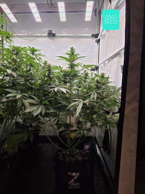 Eternity Grow Cup 2026 - Sticky Broccoli. Week 8 - 26.04.2026