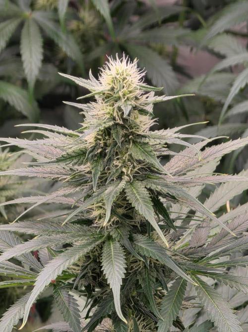 Eternity Grow Cup 2026 - Sticky Broccoli. Week 8 - 26.04.2026