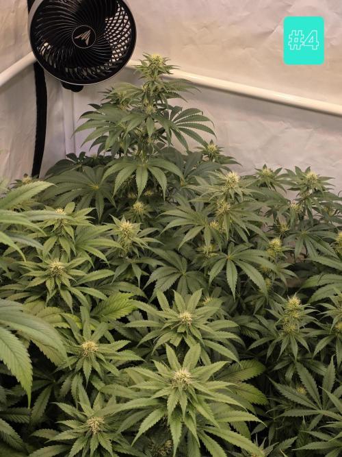 Eternity Grow Cup 2026 - Sticky Broccoli. Week 8 - 26.04.2026