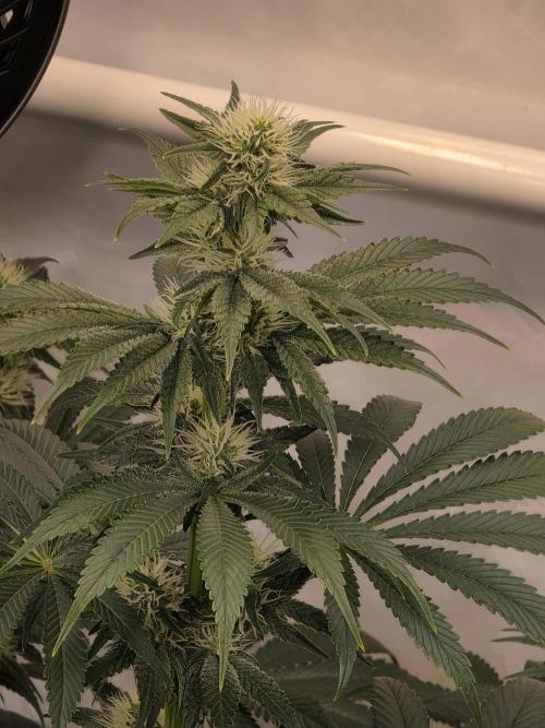 Eternity Grow Cup 2026 - Sticky Broccoli. Week 8 - 26.04.2026