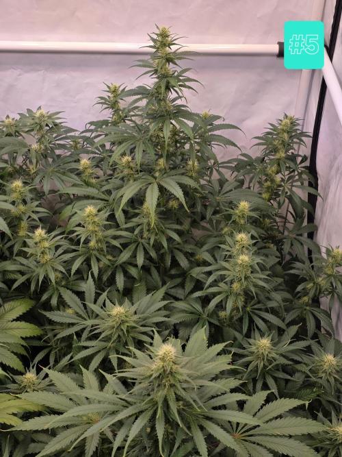 Eternity Grow Cup 2026 - Sticky Broccoli. Week 8 - 26.04.2026