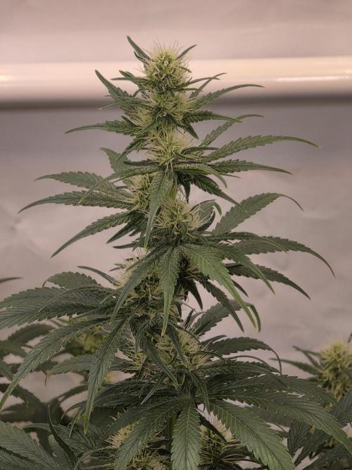 Eternity Grow Cup 2026 - Sticky Broccoli. Week 8 - 26.04.2026