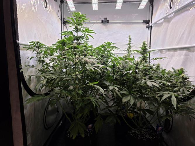 Eternity Grow Cup 2026 - Sticky Broccoli. Week 8 - 26.04.2026