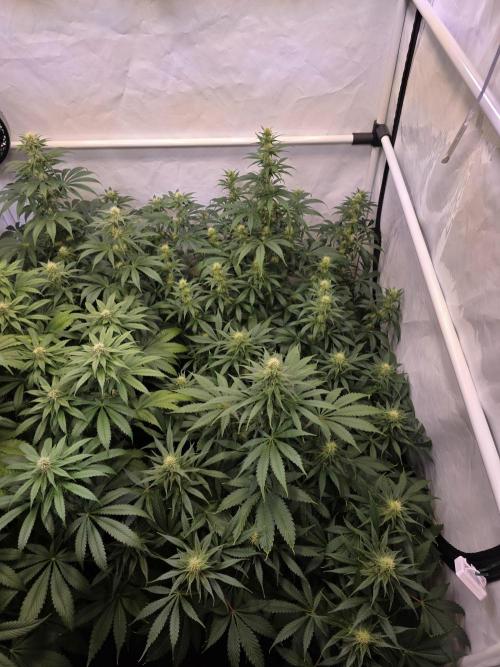 Eternity Grow Cup 2026 - Sticky Broccoli. Week 8 - 26.04.2026