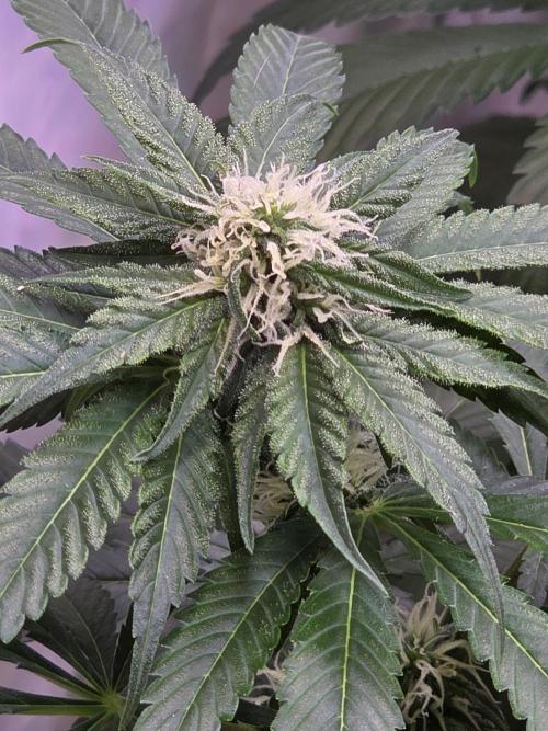 Eternity Grow Cup 2026 - Sticky Broccoli. Week 8 - 26.04.2026