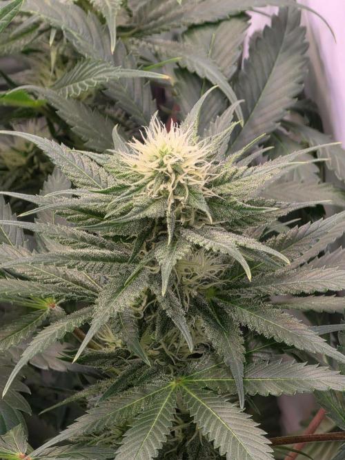 Eternity Grow Cup 2026 - Sticky Broccoli. Week 8 - 26.04.2026