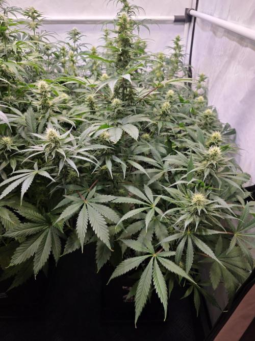 Eternity Grow Cup 2026 - Sticky Broccoli. Week 8 - 26.04.2026