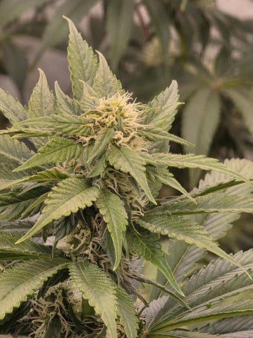 Eternity Grow Cup 2026 - Sticky Broccoli. Week 8