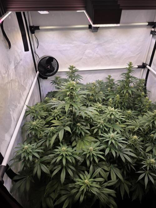 Eternity Grow Cup 2026 - Sticky Broccoli. Week 8