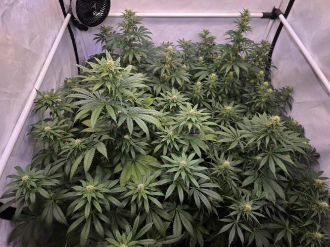 Eternity Grow Cup 2026 - Sticky Broccoli. Week 8