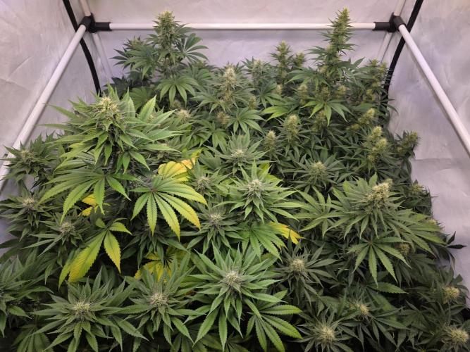 Eternity Grow Cup 2026 - Sticky Broccoli. Week 9 - 03.05.2026