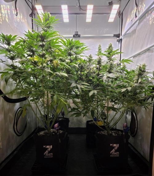 Eternity Grow Cup 2026 - Sticky Broccoli. Week 9 - 03.05.2026
