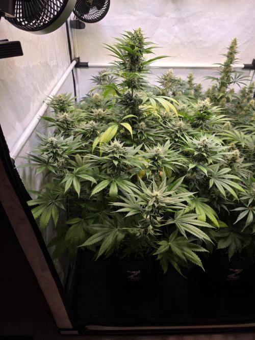 Eternity Grow Cup 2026 - Sticky Broccoli. Week 9 - 03.05.2026