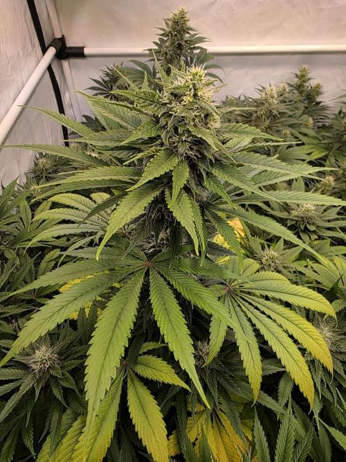 Eternity Grow Cup 2026 - Sticky Broccoli. Week 9 - 03.05.2026