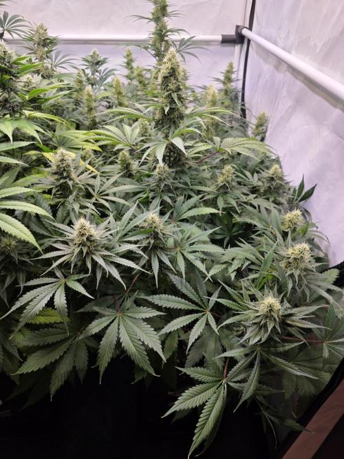 Eternity Grow Cup 2026 - Sticky Broccoli. Week 9 - 03.05.2026