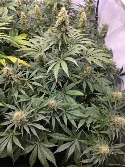 Eternity Grow Cup 2026 - Sticky Broccoli. Week 9 - 03.05.2026