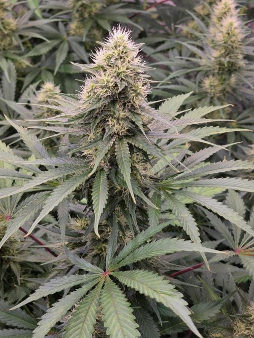 Eternity Grow Cup 2026 - Sticky Broccoli. Week 9 - 03.05.2026