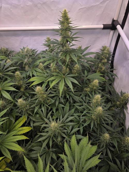 Eternity Grow Cup 2026 - Sticky Broccoli. Week 9 - 03.05.2026