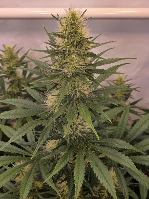 Eternity Grow Cup 2026 - Sticky Broccoli. Week 9 - 03.05.2026