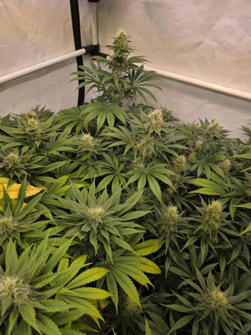 Eternity Grow Cup 2026 - Sticky Broccoli. Week 9 - 03.05.2026