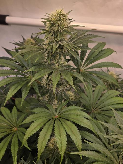 Eternity Grow Cup 2026 - Sticky Broccoli. Week 9 - 03.05.2026