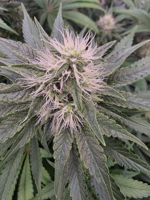 Eternity Grow Cup 2026 - Sticky Broccoli. Week 9 - 03.05.2026