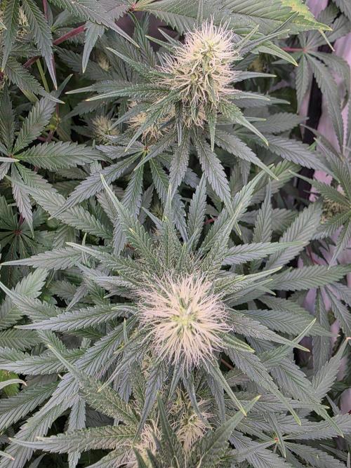 Eternity Grow Cup 2026 - Sticky Broccoli. Week 9 - 03.05.2026
