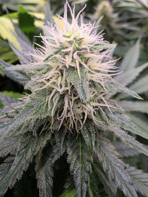 Eternity Grow Cup 2026 - Sticky Broccoli. Week 9 - 03.05.2026
