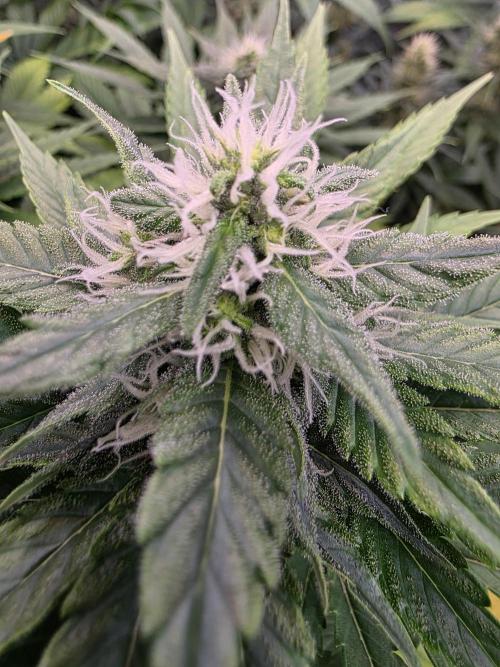 Eternity Grow Cup 2026 - Sticky Broccoli. Week 9 - 03.05.2026
