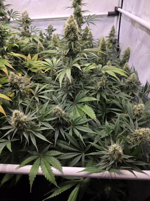 Eternity Grow Cup 2026 - Sticky Broccoli. Week 10 - 10.05.2026