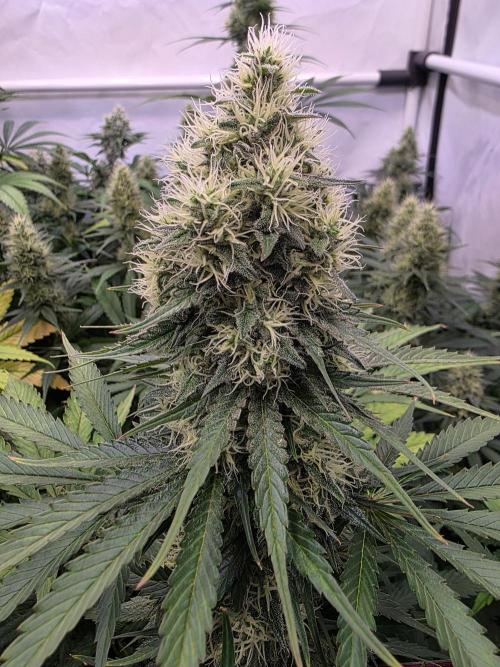 Eternity Grow Cup 2026 - Sticky Broccoli. Week 10 - 10.05.2026