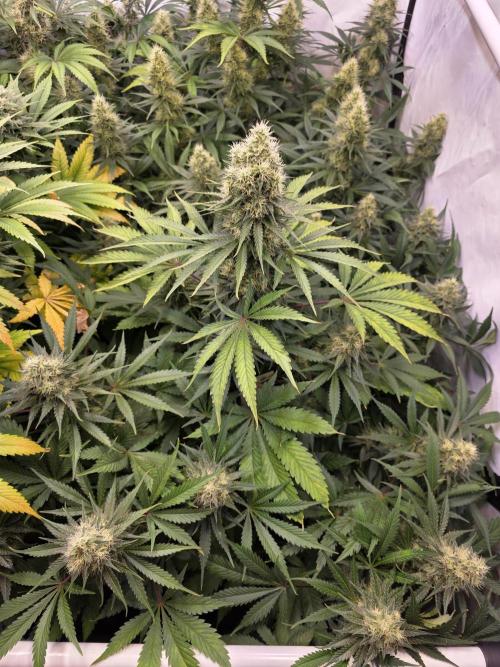 Eternity Grow Cup 2026 - Sticky Broccoli. Week 10 - 10.05.2026