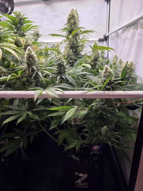Eternity Grow Cup 2026 - Sticky Broccoli. Week 10 - 10.05.2026