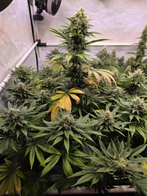 Eternity Grow Cup 2026 - Sticky Broccoli. Week 10 - 10.05.2026