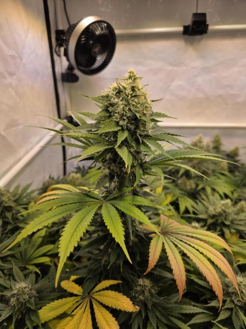 Eternity Grow Cup 2026 - Sticky Broccoli. Week 10 - 10.05.2026