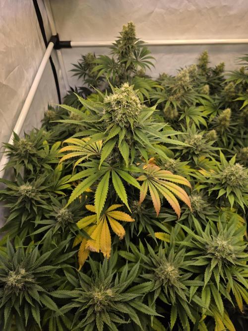 Eternity Grow Cup 2026 - Sticky Broccoli. Week 10 - 10.05.2026